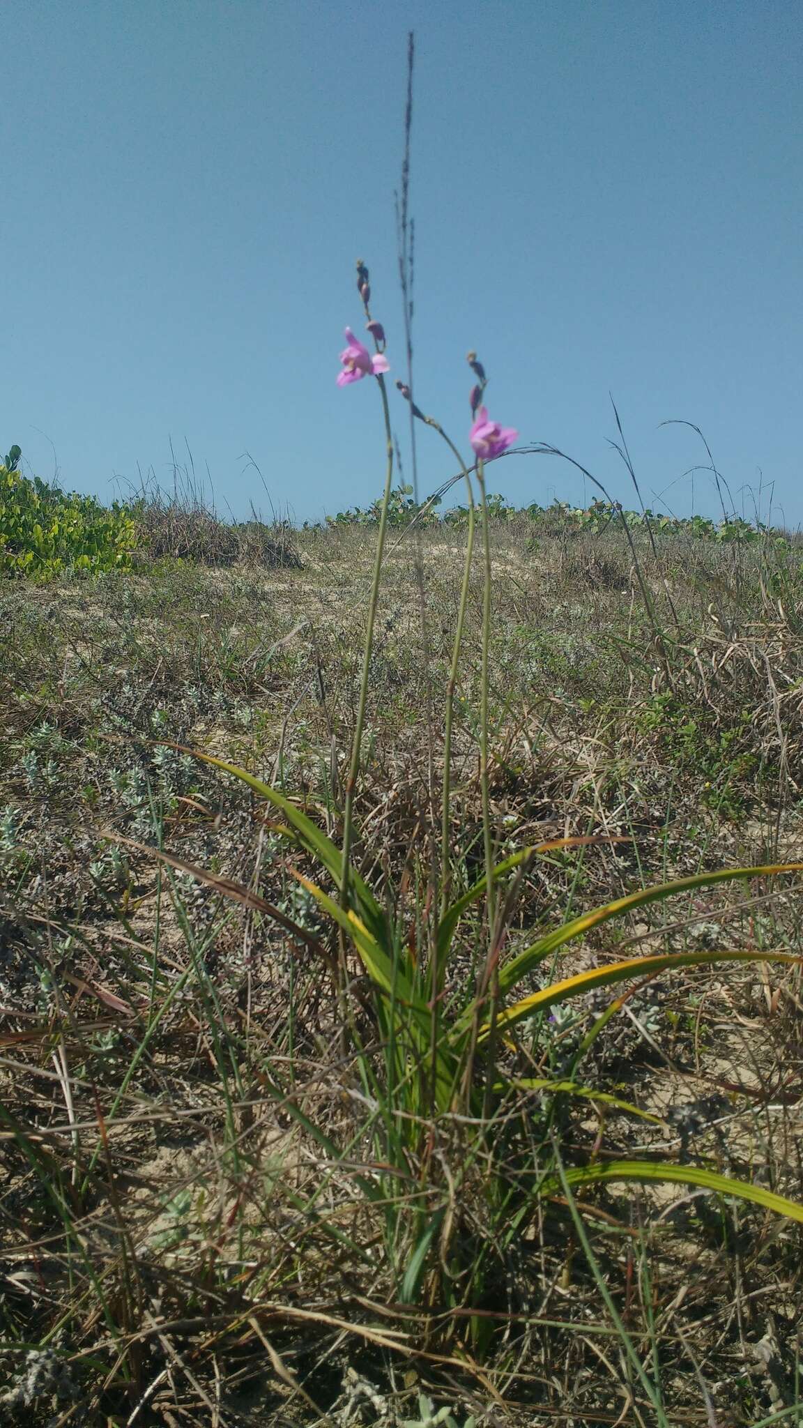 Слика од Bletia purpurea (Lam.) A. DC.