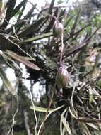 Image of Epidendrum moritzii Rchb. fil.