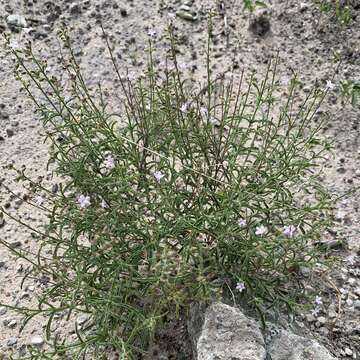 Image of Endostemon tenuiflorus (Benth.) M. R. Ashby