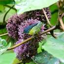 Image of Yellow-rumped Flowerpecker