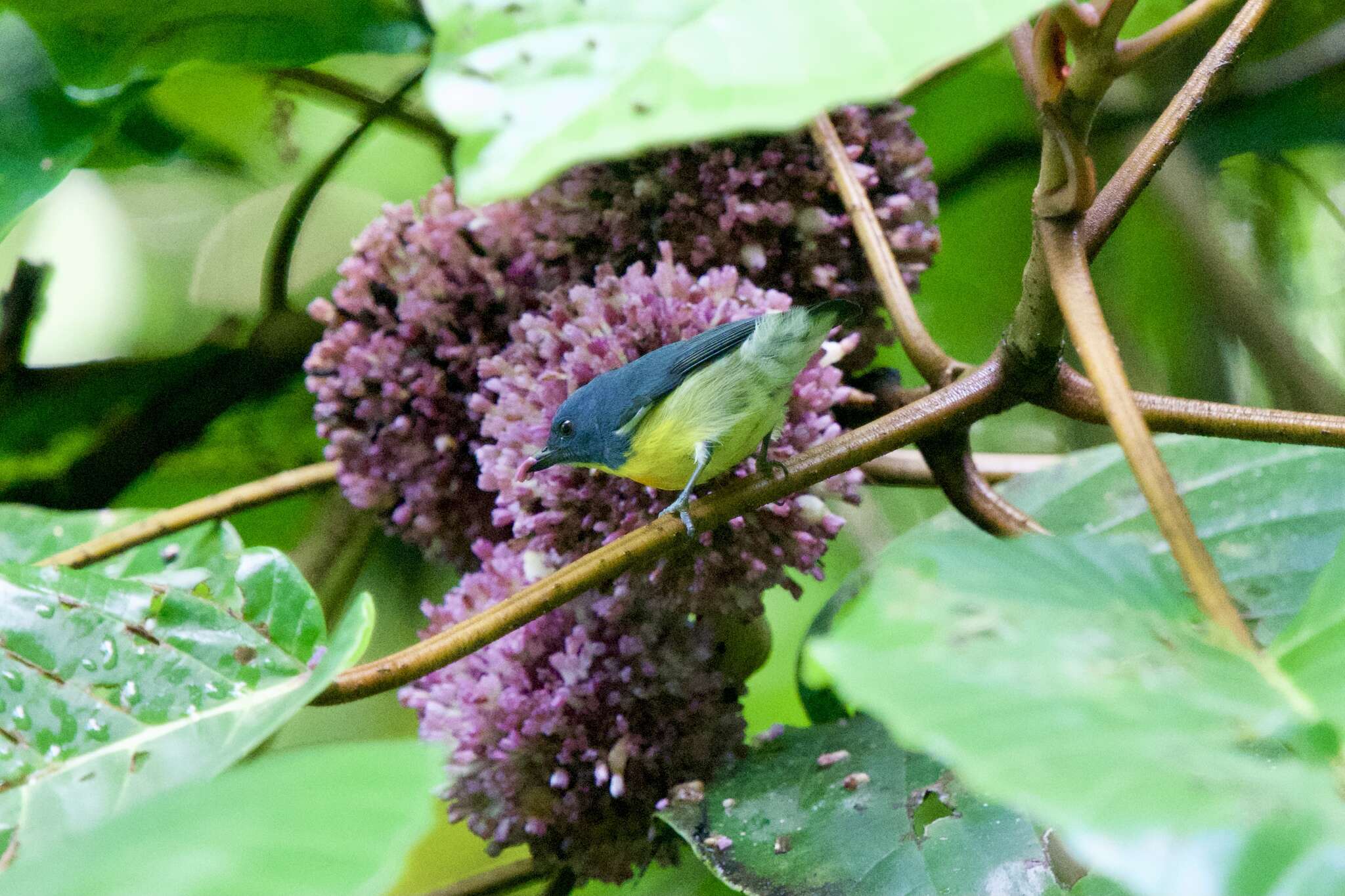 Image of Yellow-rumped Flowerpecker