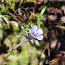 Image of Streptocarpus rexii (Hook.) Lindley