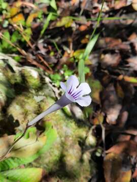 Image of Streptocarpus rexii (Hook.) Lindley