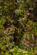 Image of Begonia meyeri-johannis Engl.