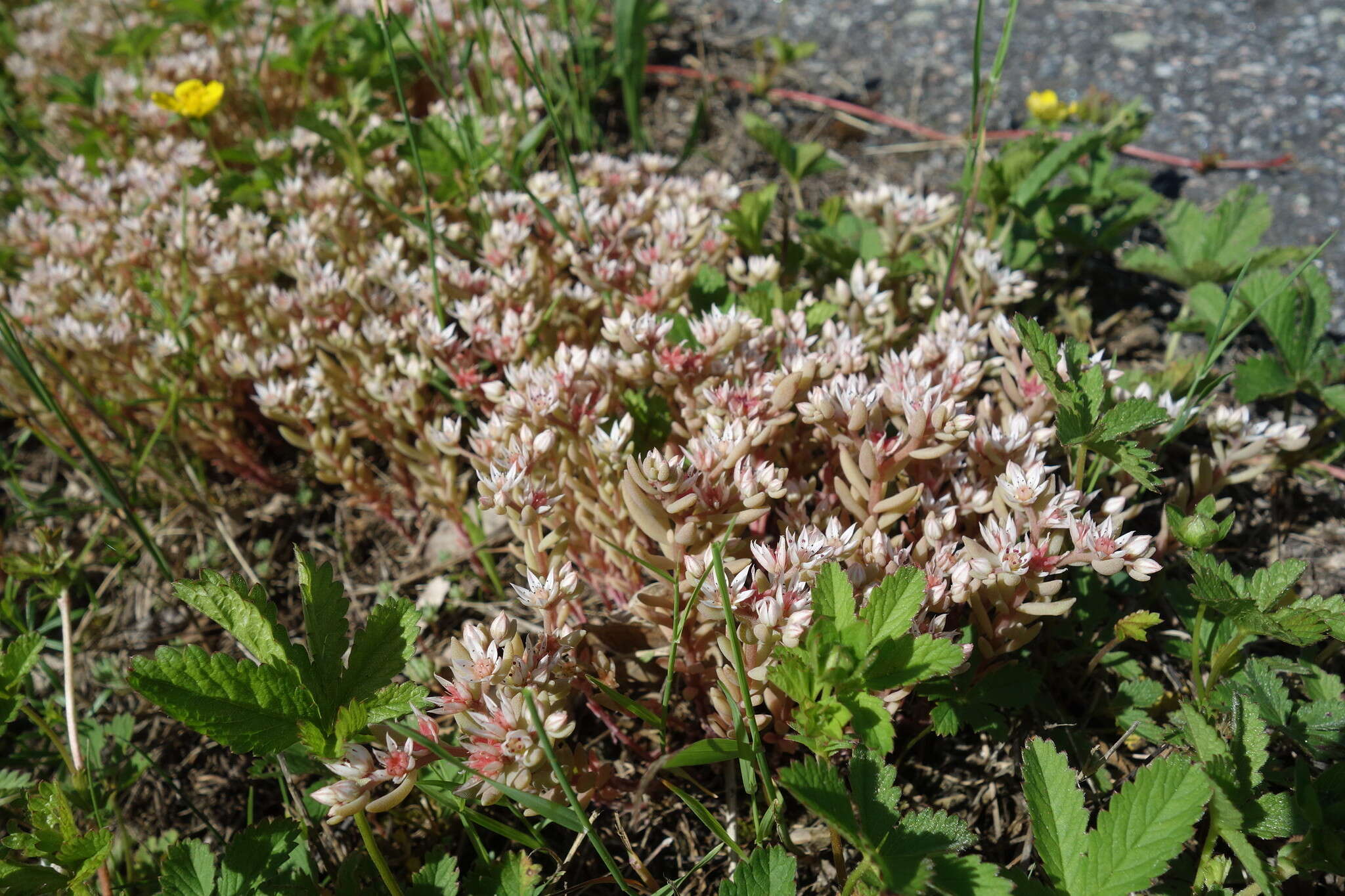 Sedum hispanicum L. resmi