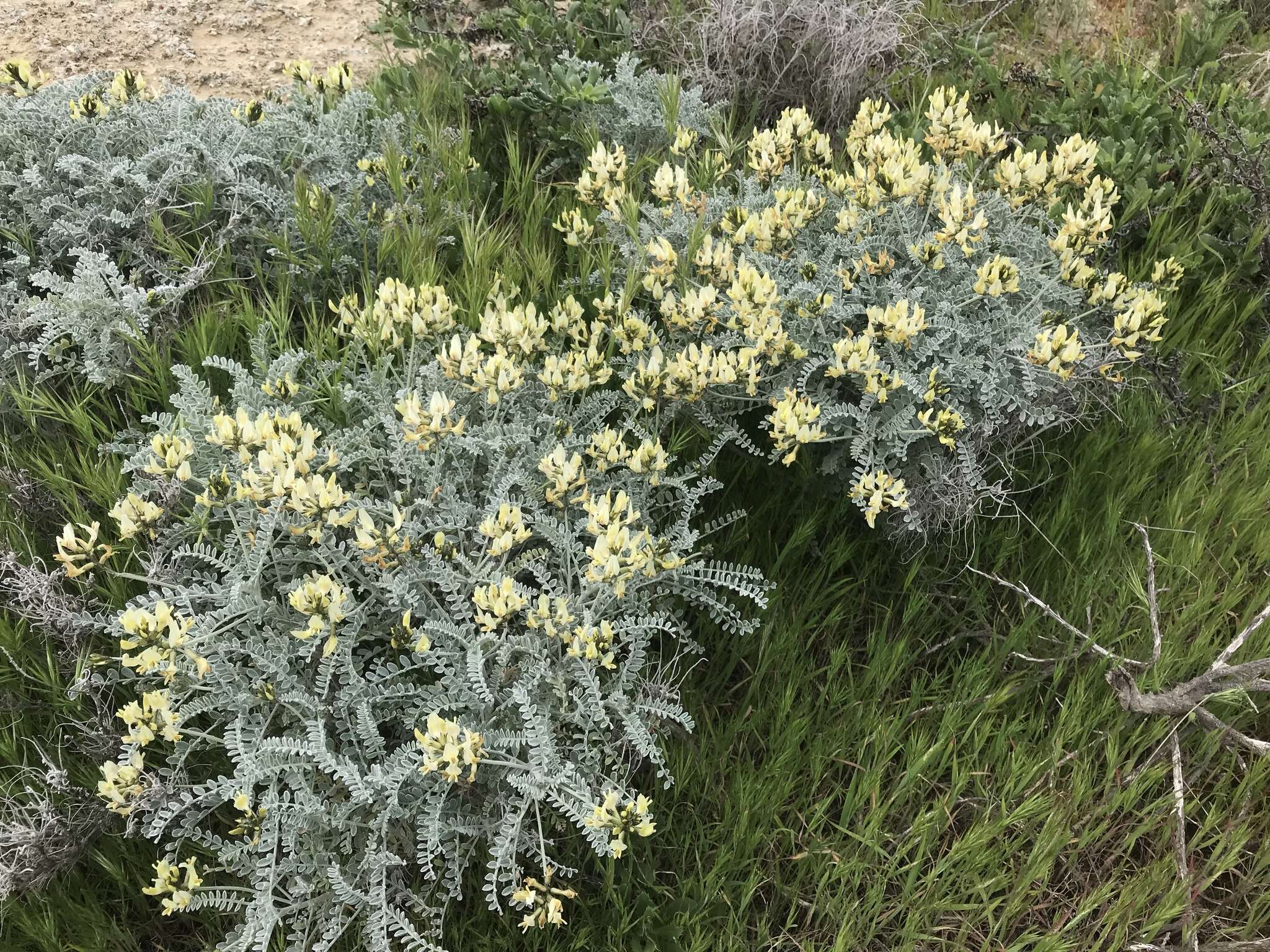 صورة Astragalus traskiae Eastw.