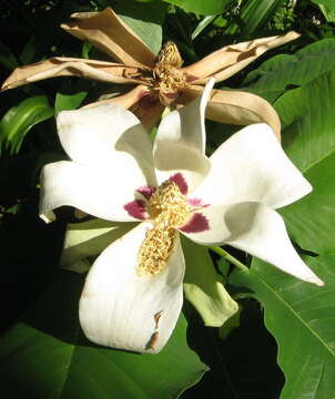 Sivun Magnolia macrophylla var. ashei (Weath.) D. L. Johnson kuva