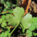 Image of Puccinia saniculae Grev. 1824