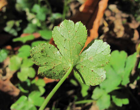 Imagem de Puccinia saniculae Grev. 1824