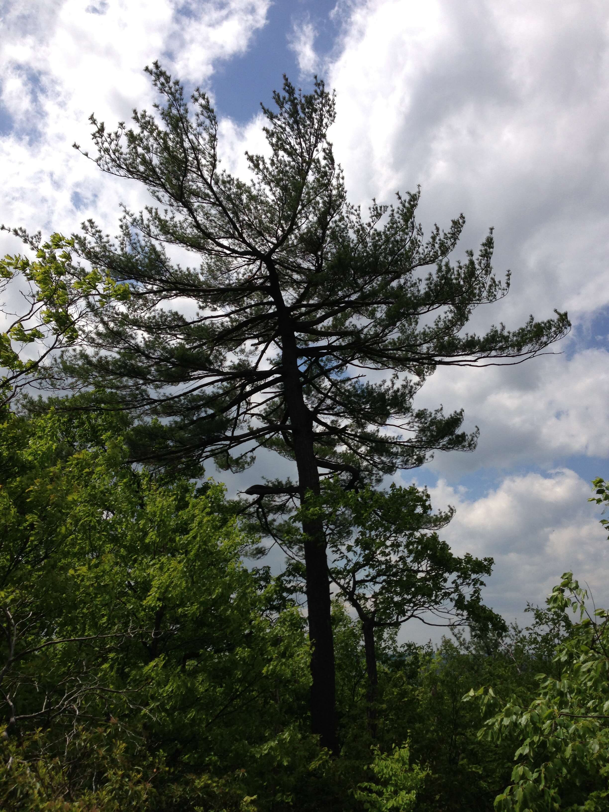 Image of eastern white pine