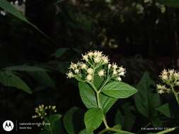 Image of Archibaccharis schiedeana (Benth.) J. D. Jackson