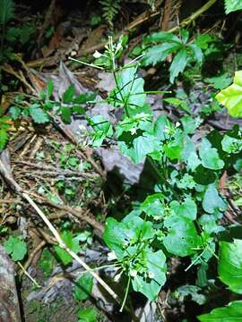 Image de Cardamine circaeoides Hook. fil. & Thomson