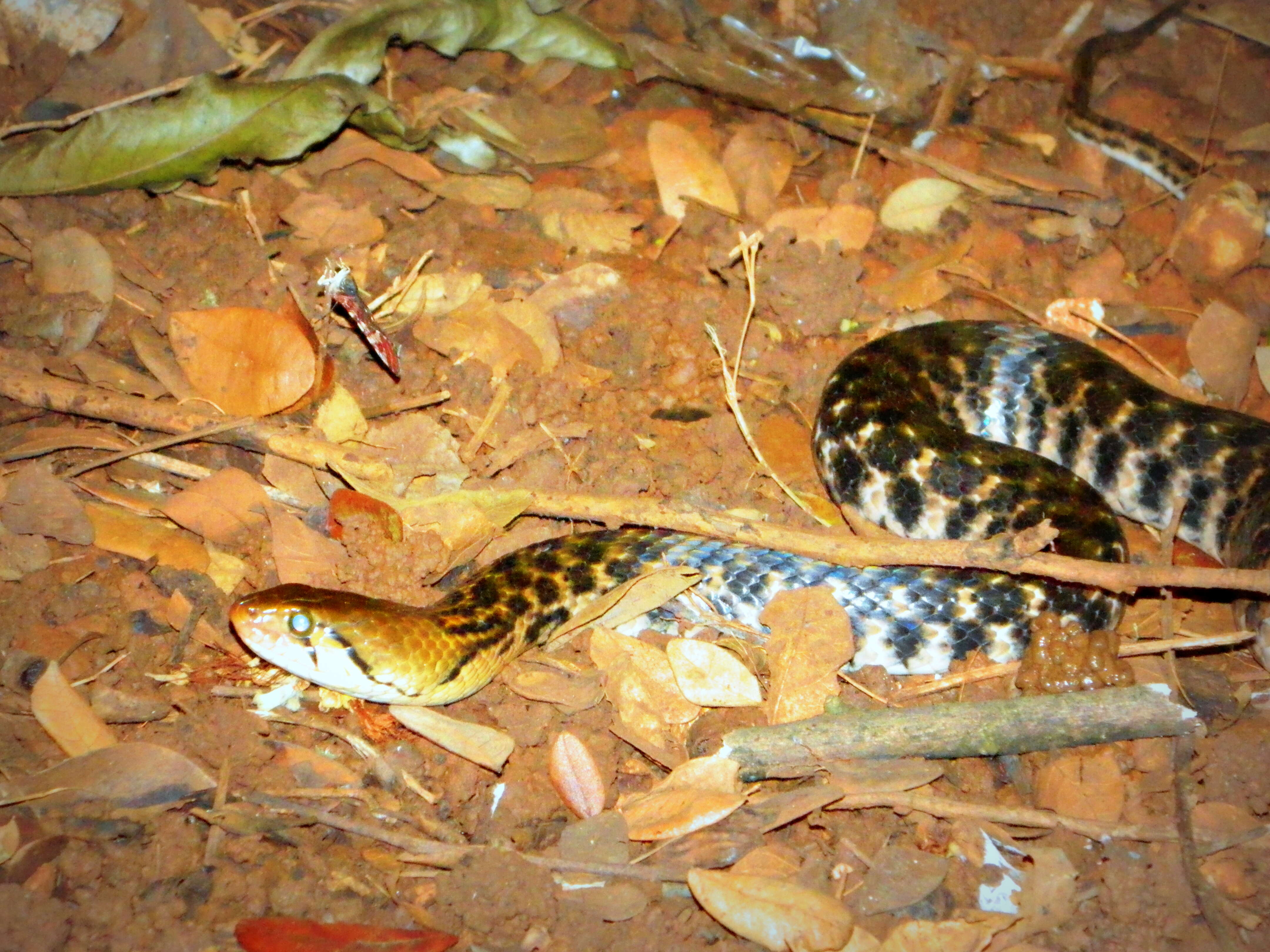 Image of Checkered Keelback Snake