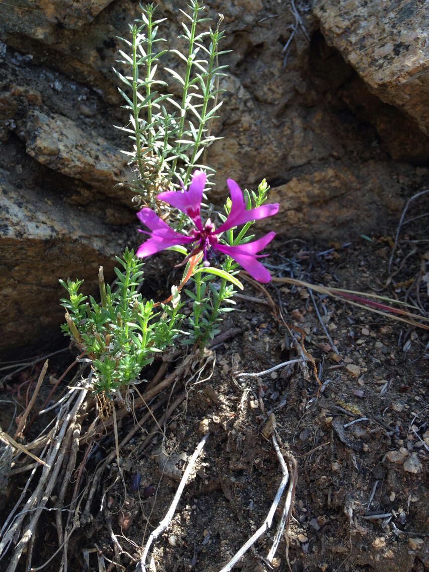 Image of gunsight clarkia