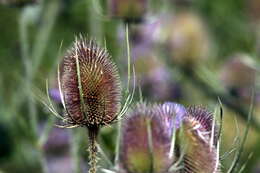 Image of Dipsacus fullonum