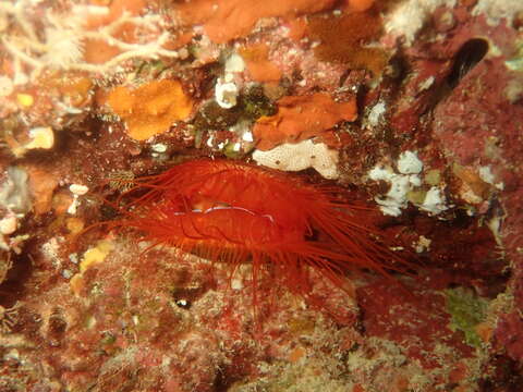 Image of Electric Flame Scallop