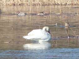 Image de Cygne siffleur