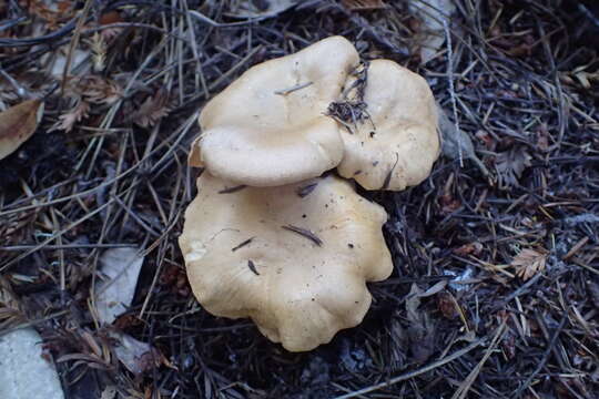 Image of Cantharellus formosus Corner 1966