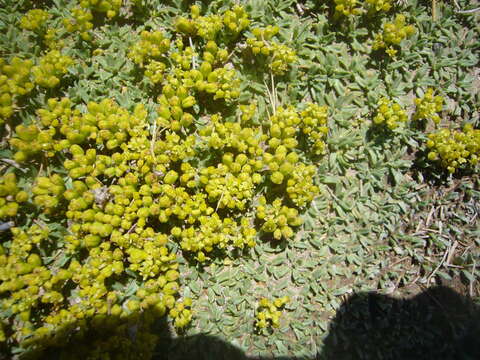 Image of Azorella trifurcata (Gaertn.) Pers.