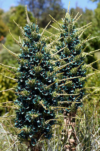 Image of Puya berteroniana Mez