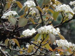 Image of Viburnum nervosum D. Don