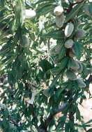 Image of flowering almond