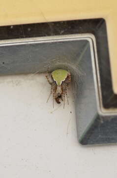 Image de Araneus detrimentosus (O. Pickard-Cambridge 1889)