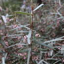 Image of slender velvet bush