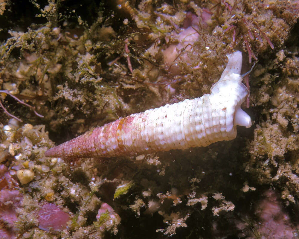 Image of Euthymella elongata (Laseron 1958)