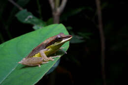 Image of Taruga Meegaskumbura, Meegaskumbura, Bowatte, Manamendra-Arachchi, Pethiyagoda, Hanken & Schneider 2010