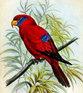 Image of Blue-eared Lory