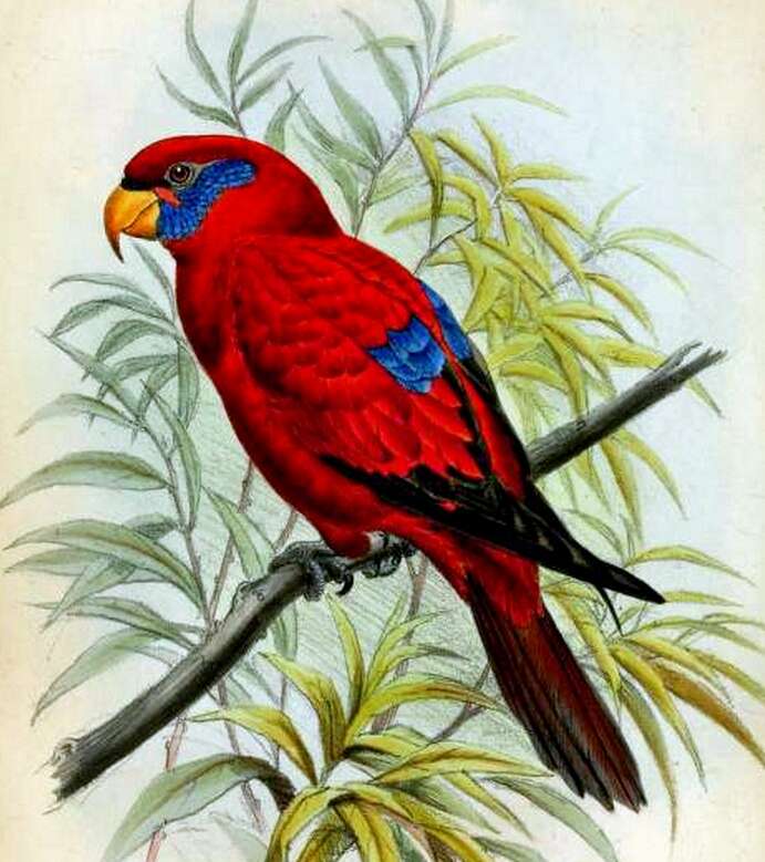 Image of Blue-eared Lory