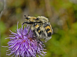 Image of Bee beetle