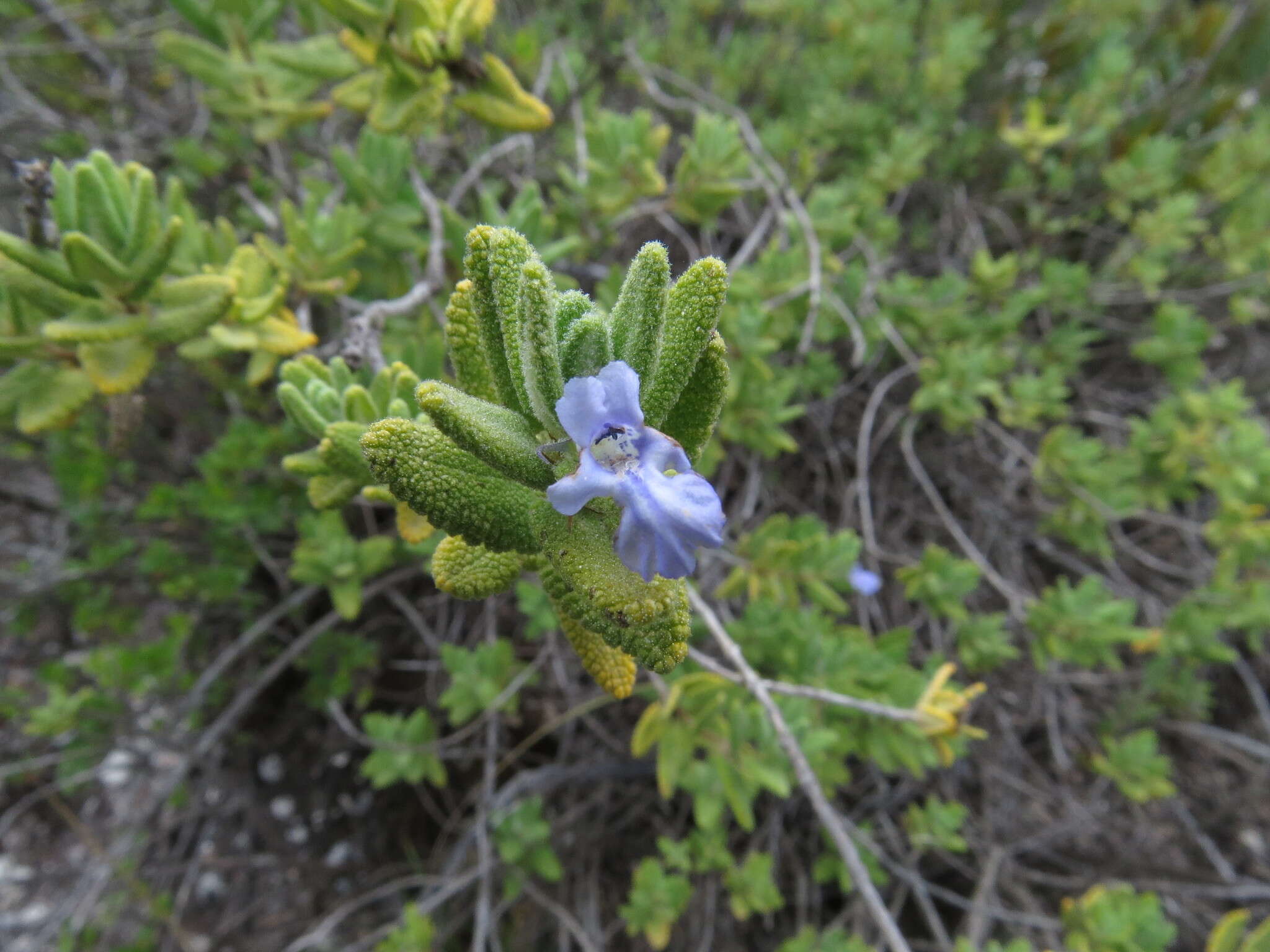 Image of Lepechinia mexicana (S. Schauer) Epling