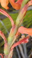 صورة Watsonia pillansii L. Bolus