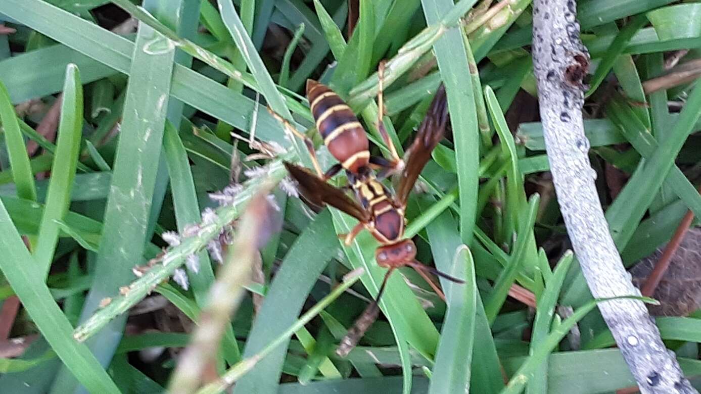 Image of Polistes dorsalis dorsalis