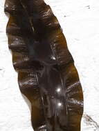 Image of Pleurophycus gardneri