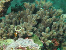 Image of Stylophora coral