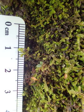 Image of Wall Scalewort