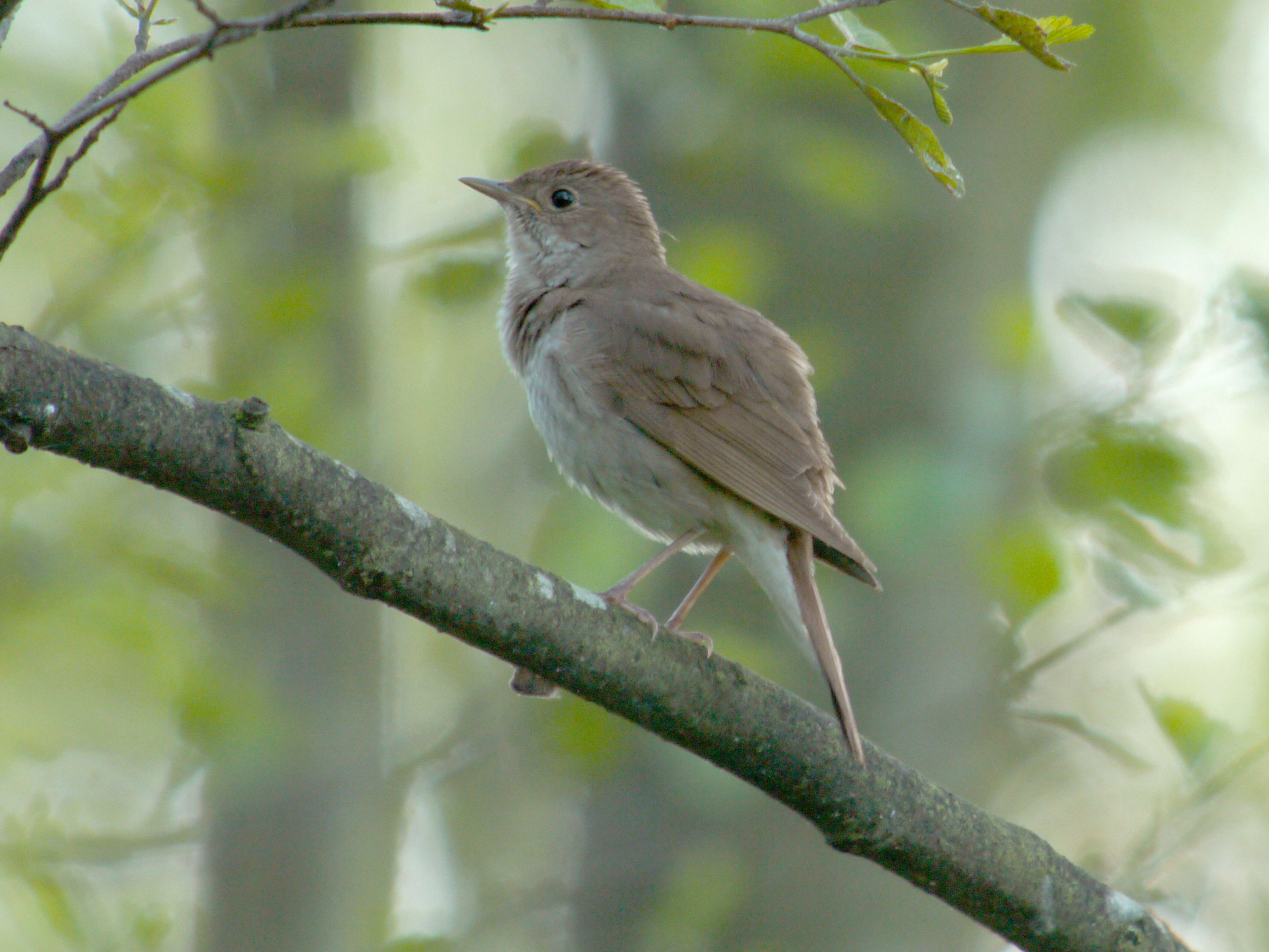 Image of Thrush Nightingale