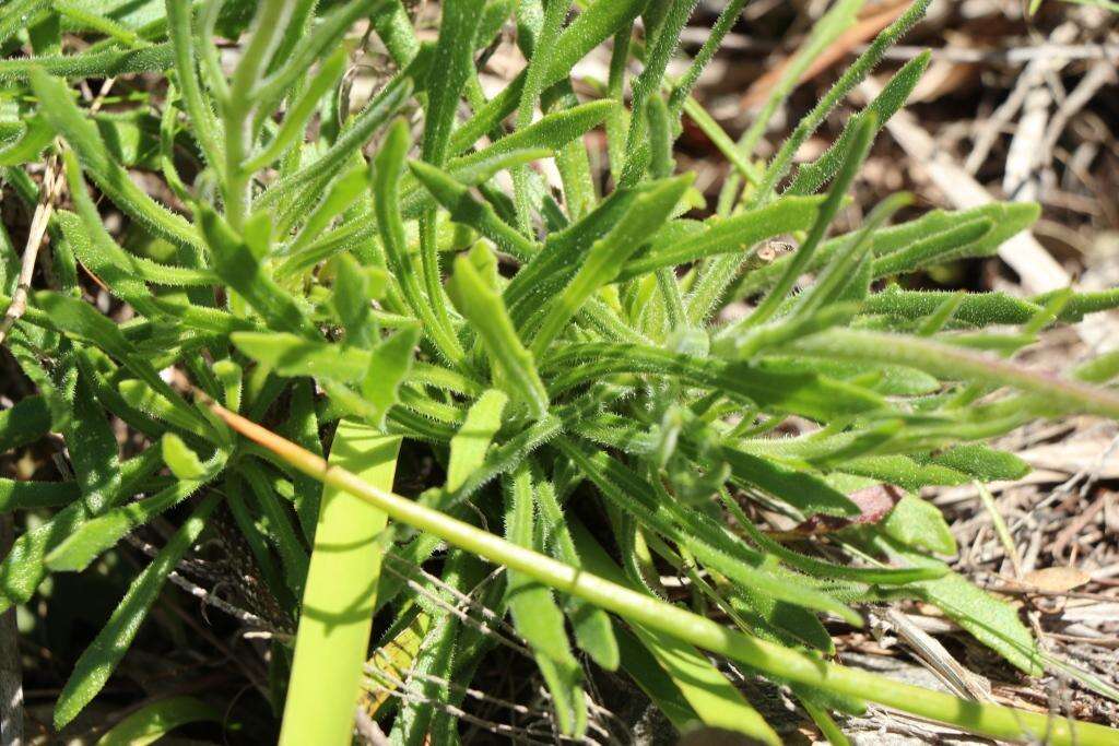 Слика од Dimorphotheca nudicaulis (L.) DC.