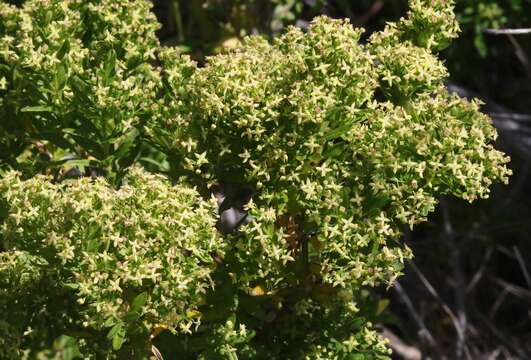 Plancia ëd Galium buxifolium Greene