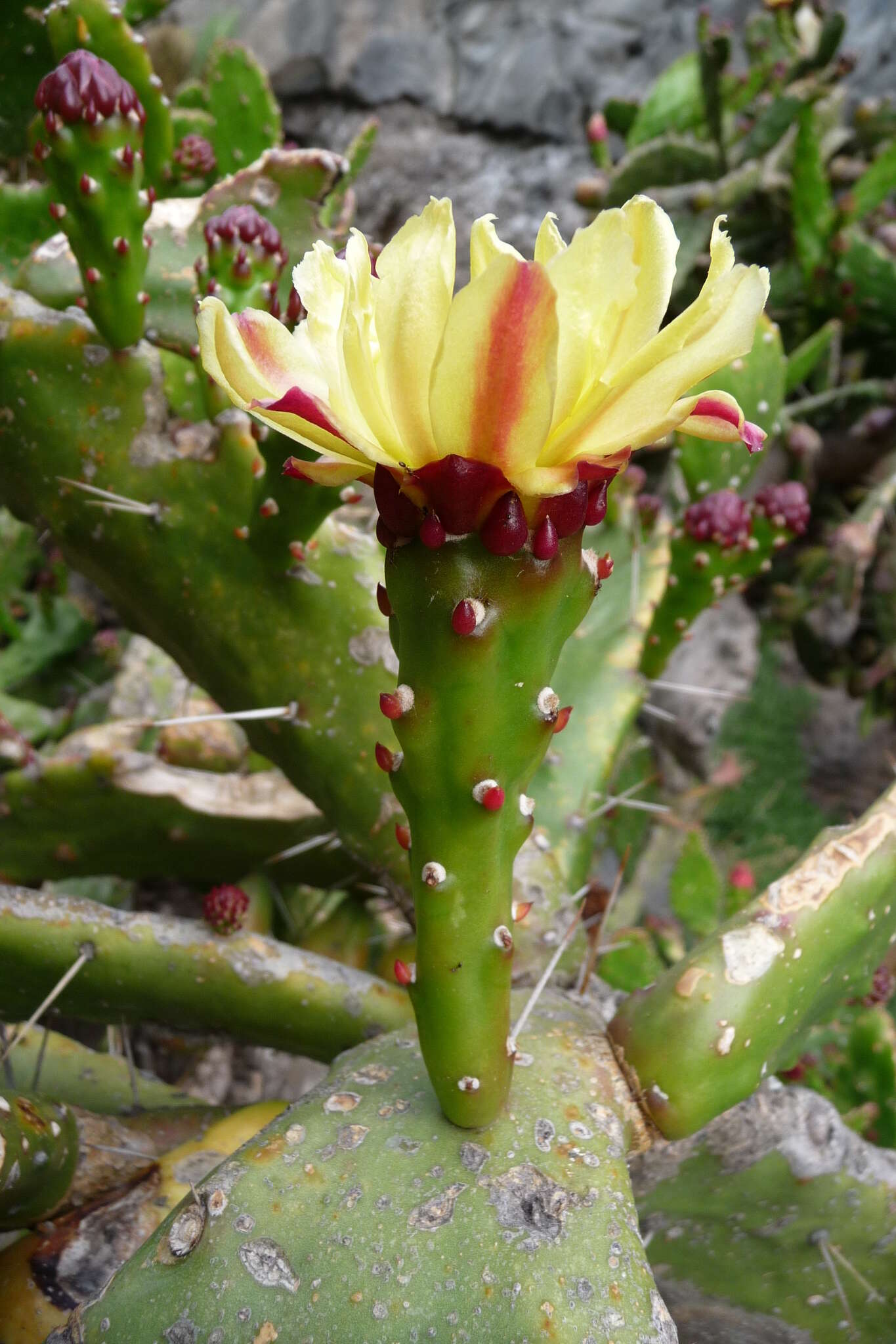 Image of Common Pricklypear