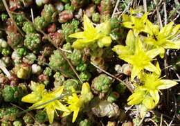 Image of Biting Stonecrop