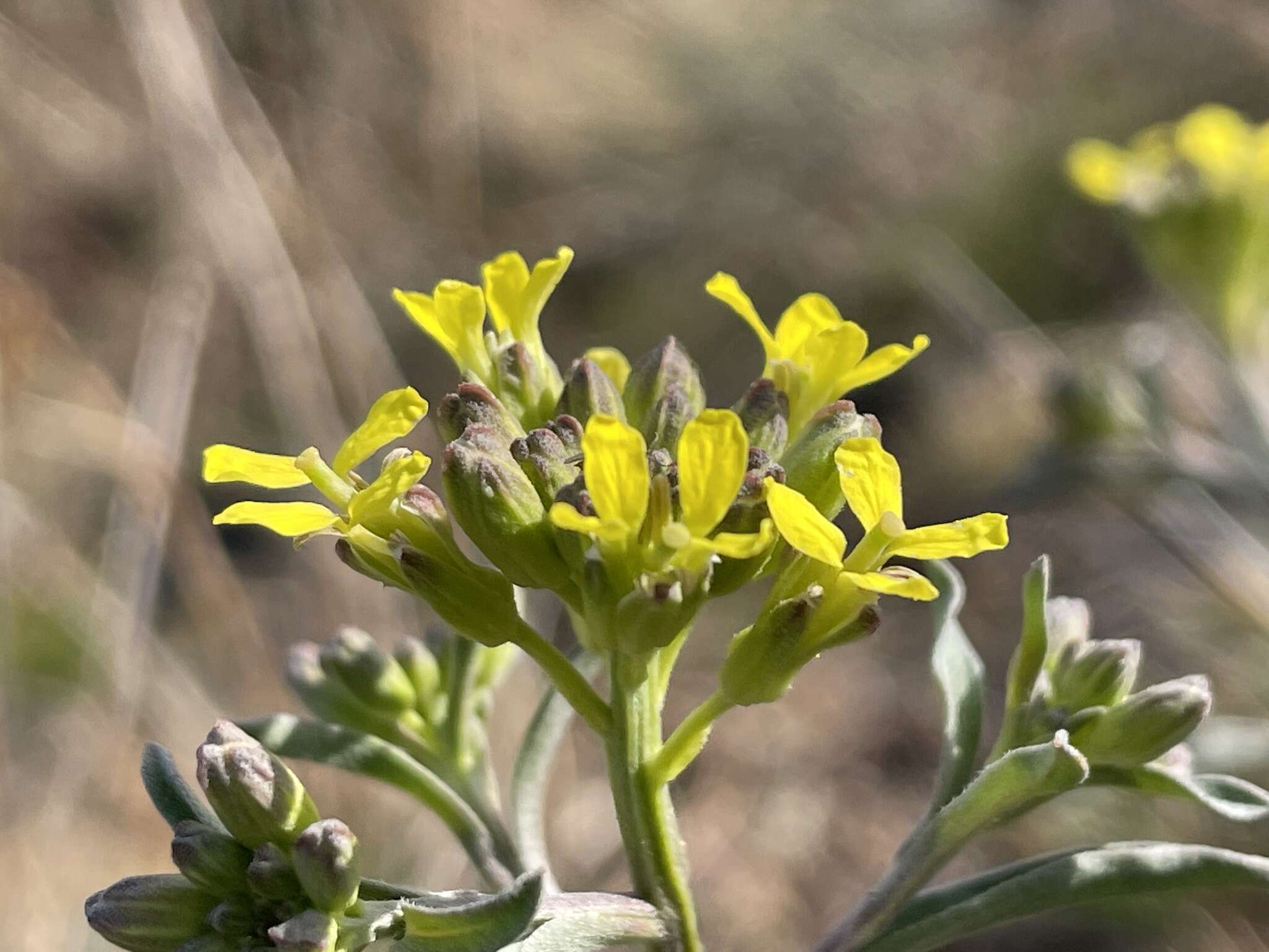 Image of Erysimum crepidifolium Rchb.