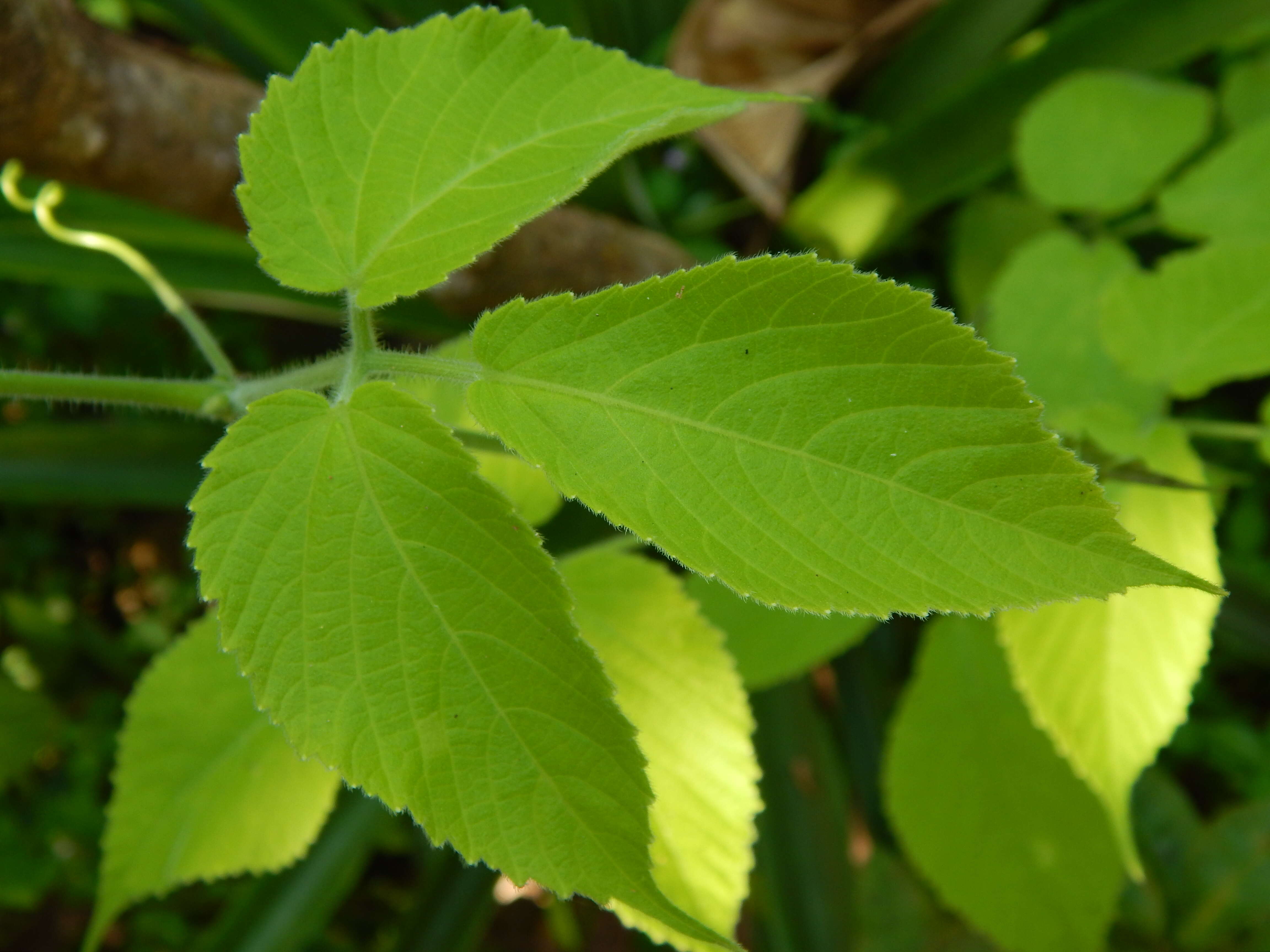 Image of Cayratia mollissima (Wall.) Gagnepain