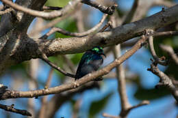 Image of Purple-banded Sunbird