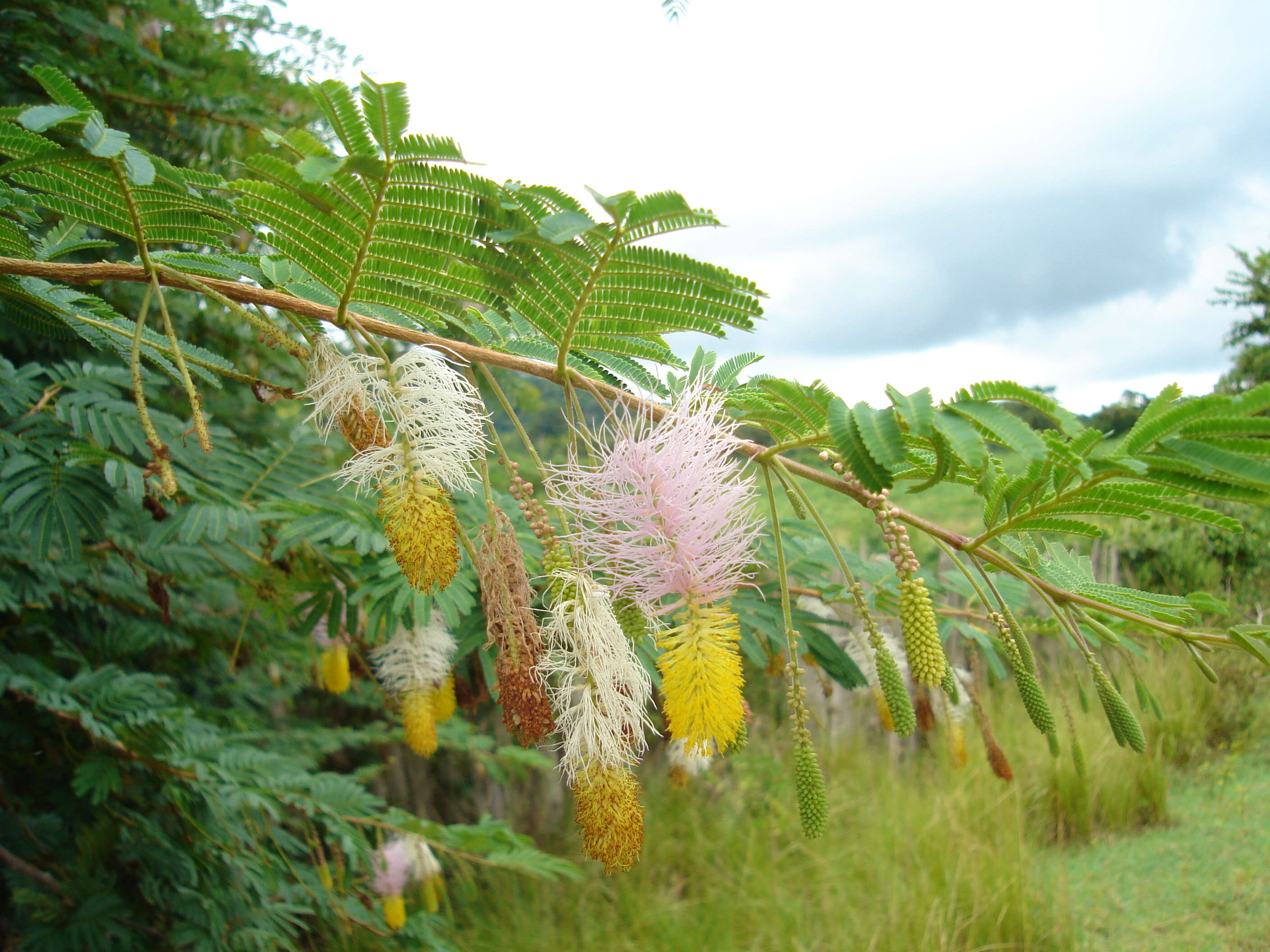 Imagem de Dichrostachys cinerea (L.) Wight & Arn.