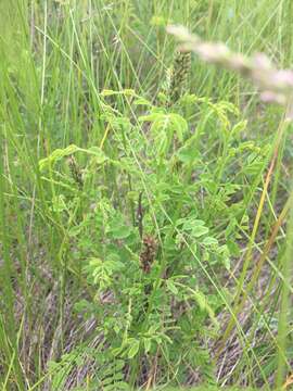 Image of dwarf false indigo