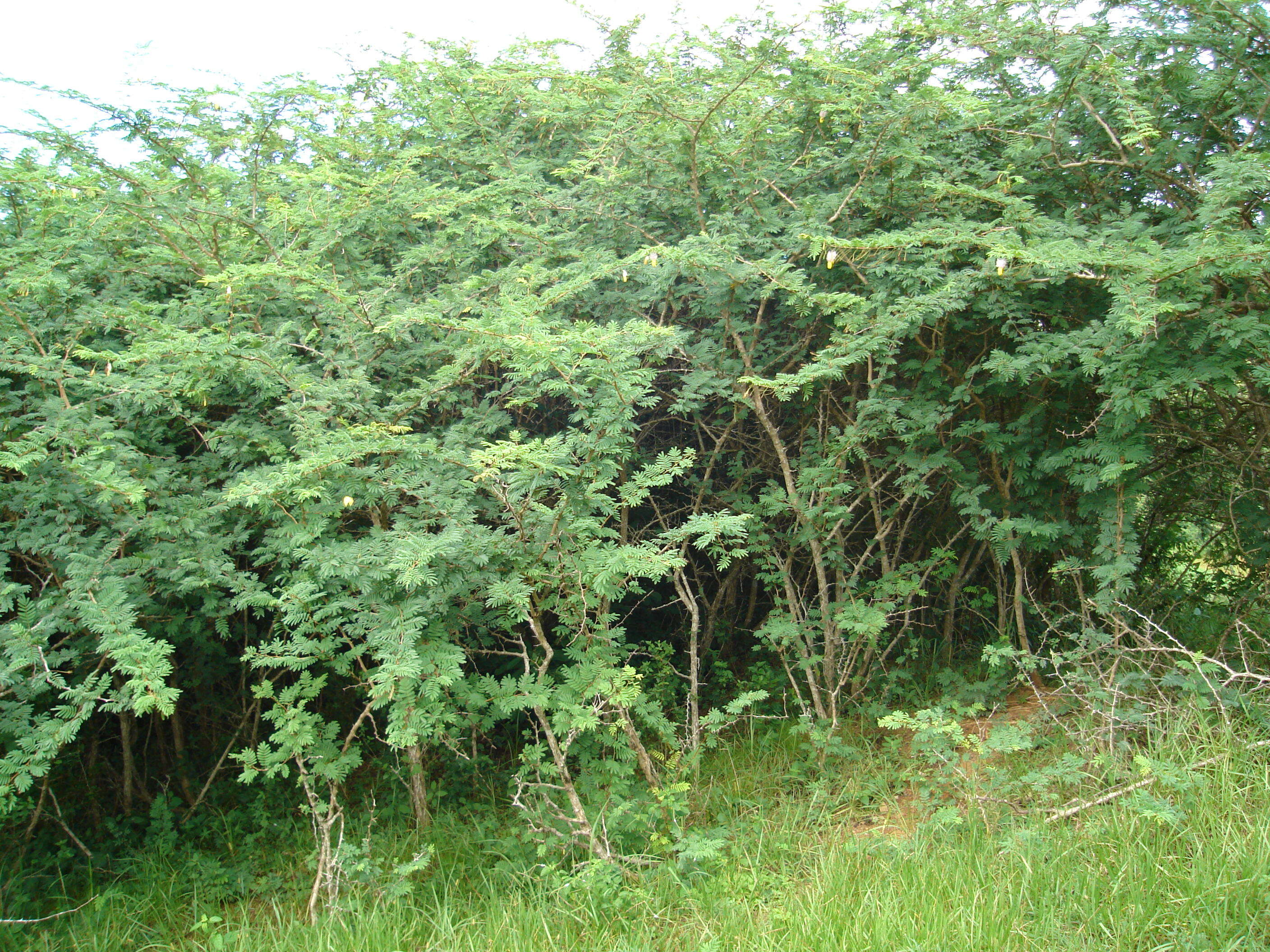 Image of Sicklebush